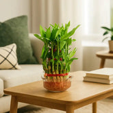 Bamboo plant  on a wooden coffee table