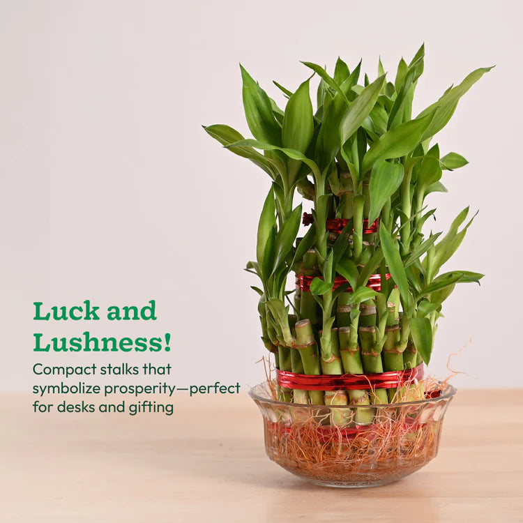 Bamboo plant in a glass bowl on a light background