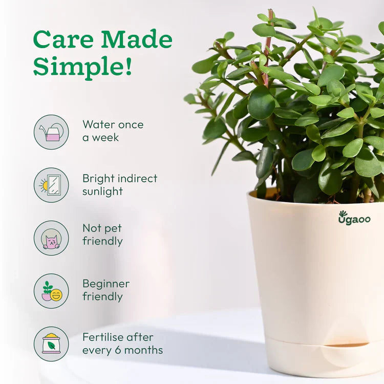 Potted plant with care instructions