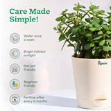 Potted plant with care instructions