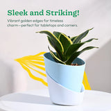 Two-tone plant pot with a plant