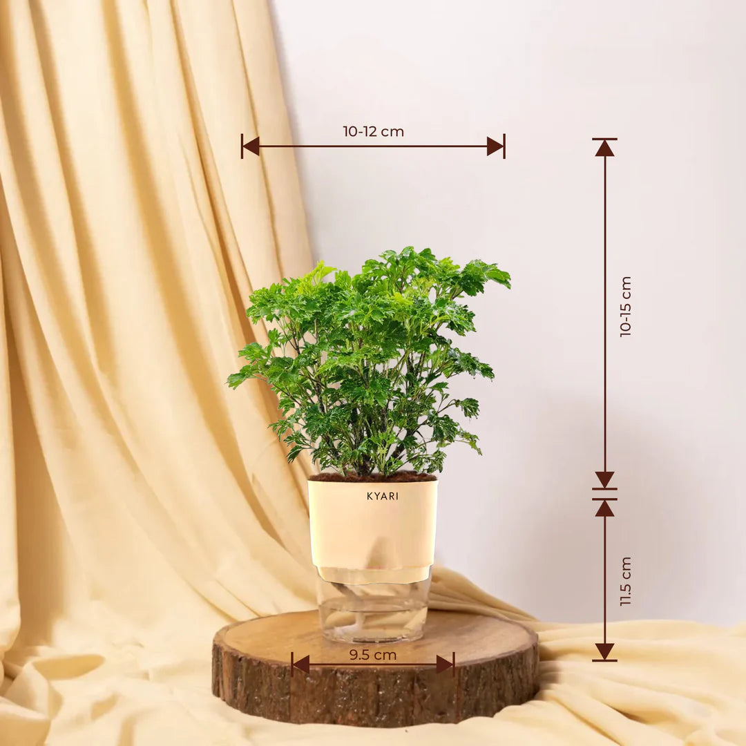 Aralia Green Plant