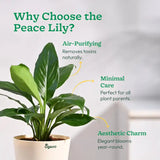 Peace Lily plant with text on air-purifying, minimal care, and aesthetic charm.