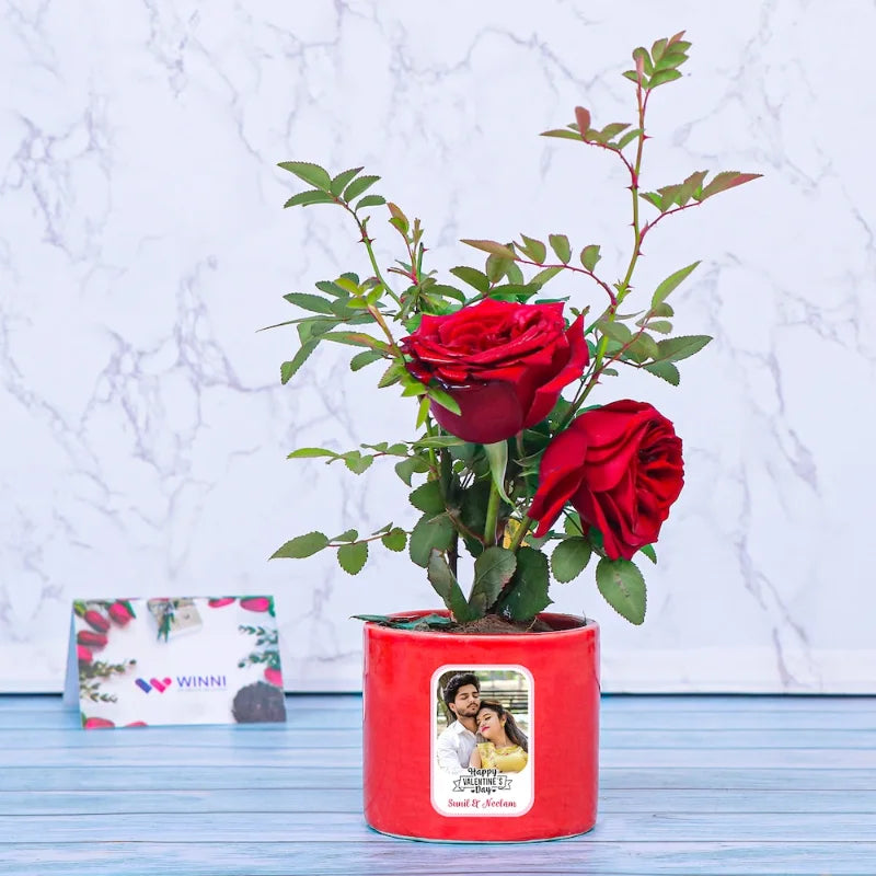 Loveable Roses - Medium potted red rose plant in a personalized ceramic pot featuring a photo and message, perfect for romantic occasions.