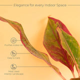 Aglaonema Lipstick Plant
