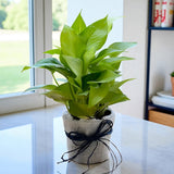 Chocolate Truffle Cake with Money Plant