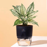 Aglaonema Snow White Plant Black