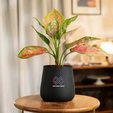 Aglaonema Pink Valentine Plant