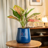Aglaonema Pink Valentine Plant