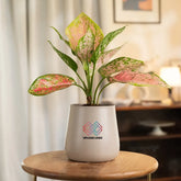 Aglaonema Pink Valentine Plant