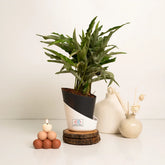 Calathea Triostar Plant Black