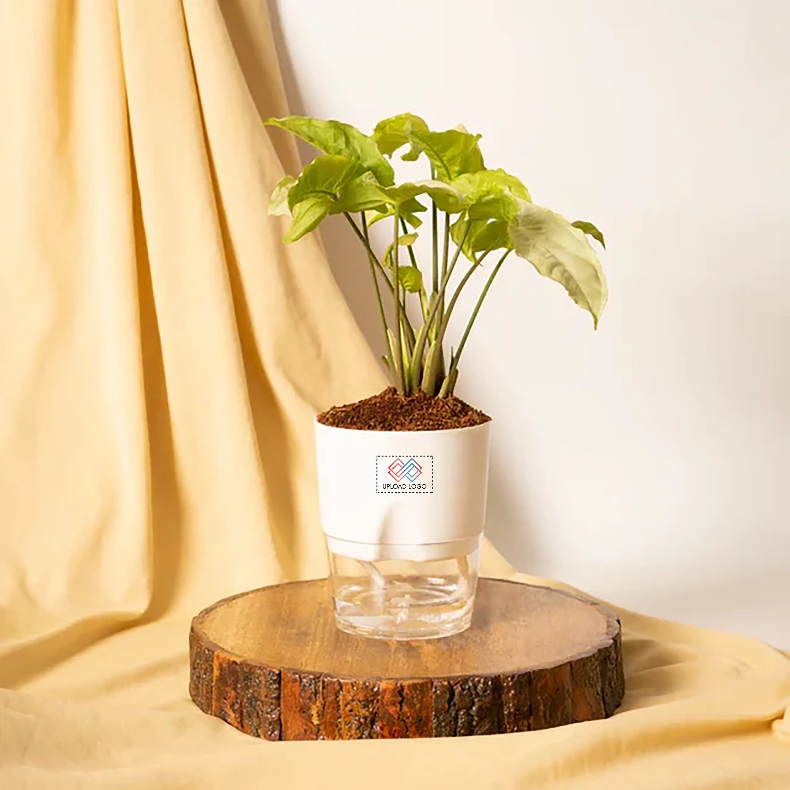 Syngonium Pixie White Plant White