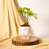Syngonium Pixie White Plant White