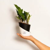 ZZ-Zamia Green Plant Black