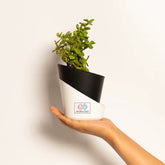 Grow Together Lucky Jade Plant Black