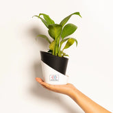 Peace Lily Plant Black