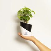 Aralia Green Plant Black