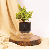 Lucky Jade Plant Black