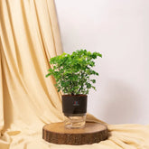 Aralia Green Plant Black