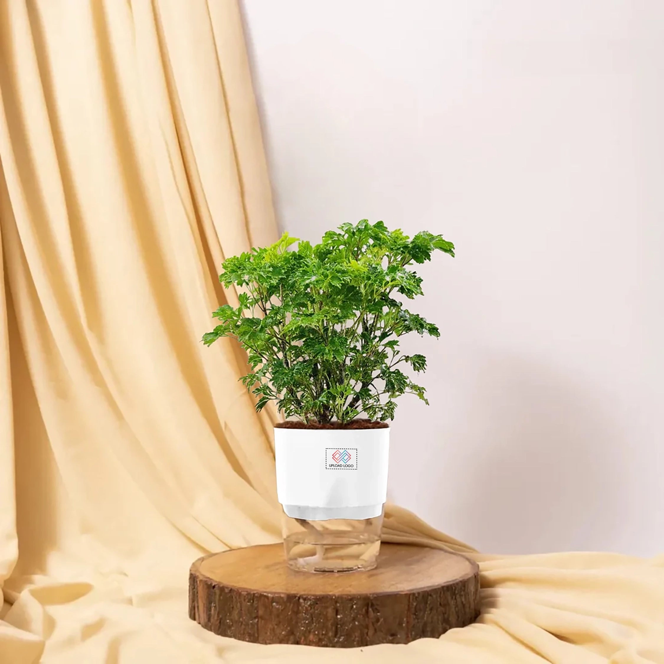 Aralia Green Plant White