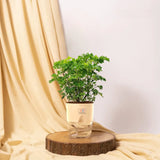 Aralia Green Plant Cream
