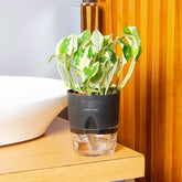 Money N Joy Plant Black