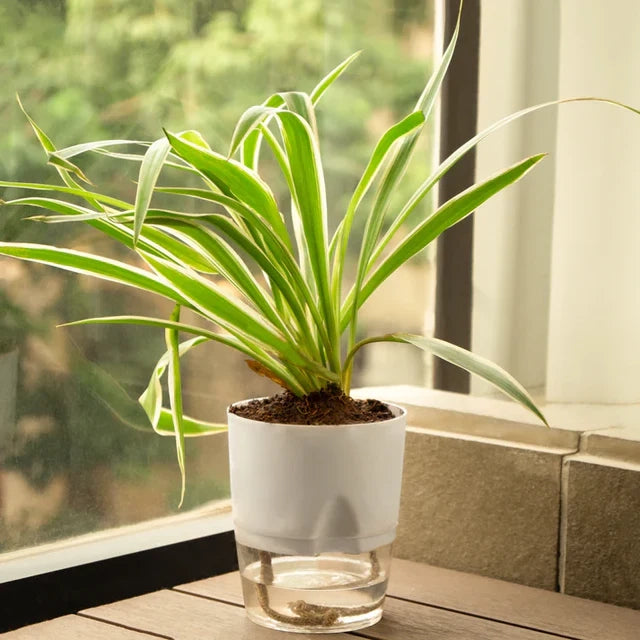Spider Plant White