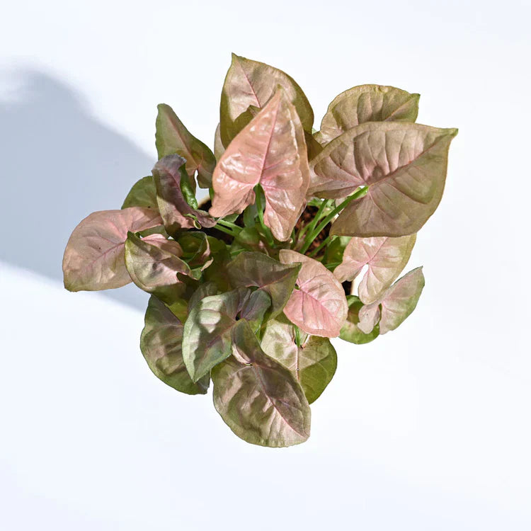 Green and pink leafy plant on a white background