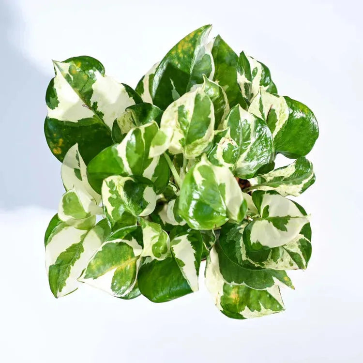 Variegated green and white leaves on a light blue background
