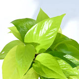 Close-up of a bright green leafy plant with a blurred light blue background