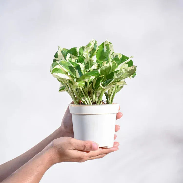 Person holding a small potted plant with a white background