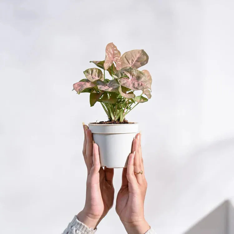 Person holding a small potted plant against a plain background