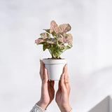 Person holding a small potted plant against a plain background