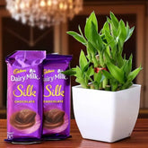 Bamboo Plant Bliss with Chocolate Sweetness