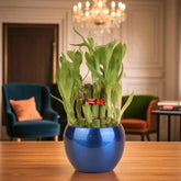 WellKnown Feng Shui 2 Layer Bamboo Plant With Vase