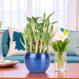 WellKnown Feng Shui 2 Layer Bamboo Plant With Vase