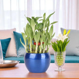 WellKnown Feng Shui 2 Layer Bamboo Plant With Vase