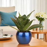 Longevity Plant Gift