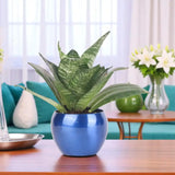 Longevity Plant Gift