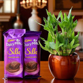 Bamboo Plant Elegance with Silk Chocolates