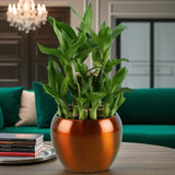 Bamboo Plant Elegance with Silk Chocolates
