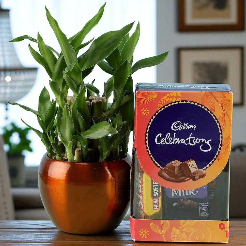 Lucky Bamboo with Cadbury Celebrations Combo