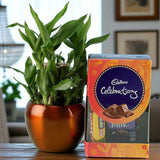 Lucky Bamboo with Cadbury Celebrations Combo