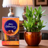 Lucky Bamboo with Cadbury Celebrations Combo