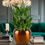 Lucky Bamboo with Cadbury Celebrations Combo