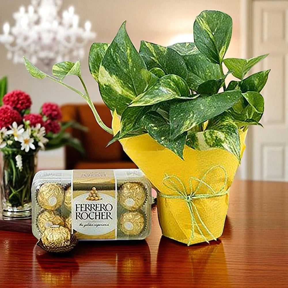 Money Plant Ensemble with Ferrero Rocher