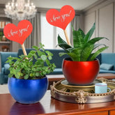 Love Filled Snake and Jade Plant Valentine Combo