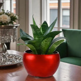 Love Filled Snake and Jade Plant Valentine Combo
