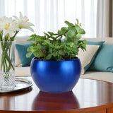 Love Filled Snake and Jade Plant Valentine Combo