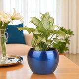African Evergreen Syngonium Plant